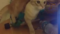 Play Funny remark cat video recording